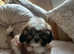 Shih tzu puppies