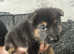 2 Beautiful German Shepherd Pups