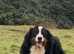 Bernese Mountain Dog Puppies