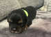Cavalier King Charles  last puppy ready to go