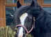 Stunning Section D Mare 14.2hh 8yrs