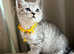British shorthair Rare Silver white And Gold Silver