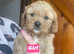 F1 health tested cavapoo pups