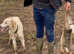 Saluki greyhound