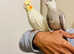 Hand Tamed/Untamed  Cockatiels for Sale