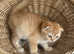 Scottish fold and straight kittens