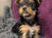 Yorkshire terrier puppies, ready today!