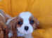 Beautiful Cavalier puppies