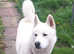 Siberian husky's