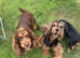 Beautiful cocker spaniels, health tested parents