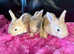 Gorgeous Angora X Giant French lop kits