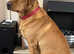 Red fox Labrador £300 no offers