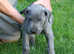 top quality pedigree Great Dane Puppies