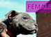 Stunning blue Staffordshire Bull Terrier puppies