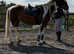 Riding mare 14.3 8 years old