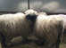 Sheep shearing