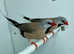 Beautiful Hecks Grass Finches for sale