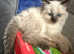 PEDIGREE rare RAGDOLLS ready now insured and chipped.