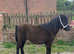 Standard shetland filly