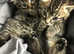 Stunning Bengal x Siberian kittens ready now for loving new homes