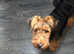 Female Welsh Terrier