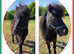 Gorgeous Black Miniature Shetland Gelding