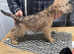 STUNNING WHEATEN TERRIERS
