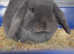 Expected mini lop litter