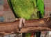 Stunning Birds/Parakeets/ Parrots available