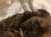 Beautiful Cairn Terrier x Jack Russell puppies