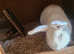 Boy Flemish Giant rabbit for sale