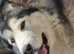 We have gorgeous female malamute  bi eyed sable for sale