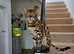 Female bengal  pure breed