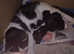 KITTENS FOR SALE