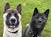 Male Akita