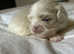 Stunning Pekingese Puppies