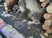 chinchilla kits 1 girl 2 boys