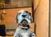 Bullmastiff puppies