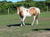 Haflinger x available for share/part loan