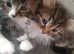 2 kittens left - 8 weeks