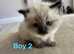 Purebred Ragdoll Kittens for sale