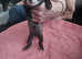 Ferret kits