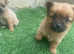Pomeranian/Chihuahua/yorkie