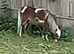 American miniature registered