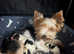 Last Boy Biewer Terrier