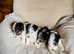 Fox terrier puppies for sale