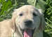 Kc registered golden retriever puppies
