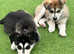 Husky x lab/bloodhound puppies