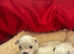 Pedigree Maltase puppies