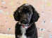 One little boy left, fully vaccinated and ready to find his forever home!